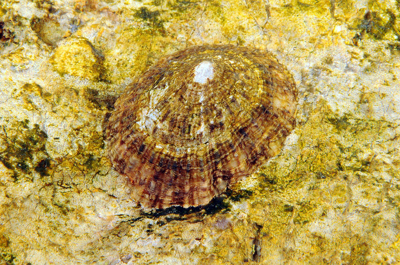 Patella caerulea